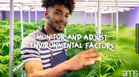 man in a grow room monitoring his marijuana plants