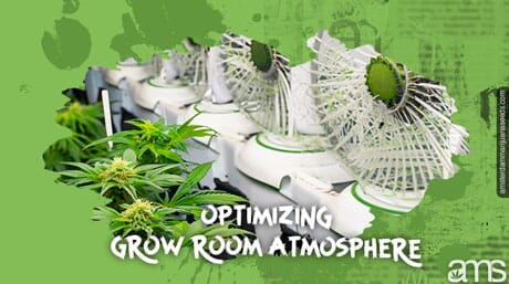 Cannabis plants in a ventilated grow room with ventialtors