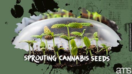cannabis seedlings germinating in a dome