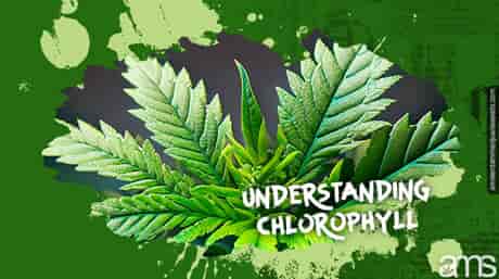 green marijuana leaves