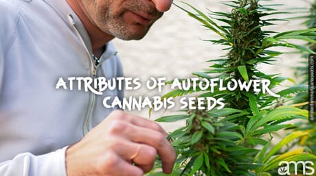 man looks the characteristics of an autoflowering plant