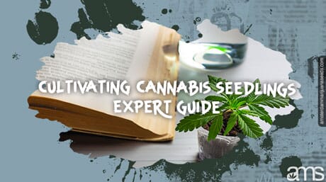 a cannabis seedling with a guide book and a glass of water