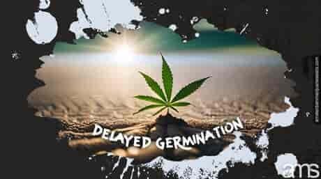 little Cannabis plant has delayed germination