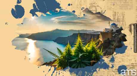 Marijuana growing in the Greek hills of the Mediterranean sea view