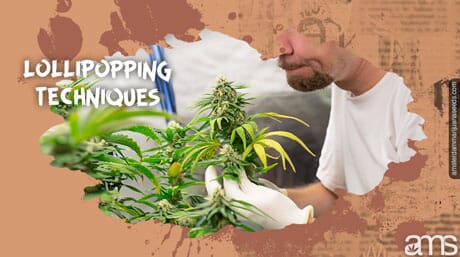 an applies a technique to a White Widow plant
