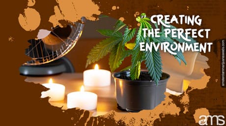cannabis plant with burning candles and a fan