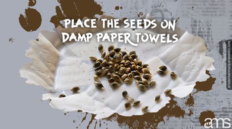 skunk seeds on a damp paper towel