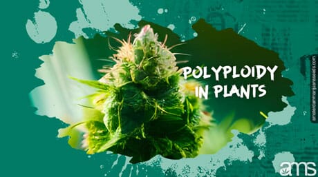 marijuana plant flower