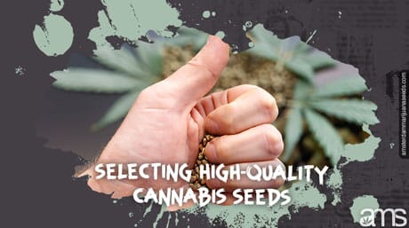 hand with thumb up and some cannabis seeds