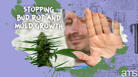 a man waves stop next to a cannabis plant