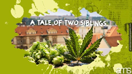 hops and a cannabis leaf in the Czech Republic