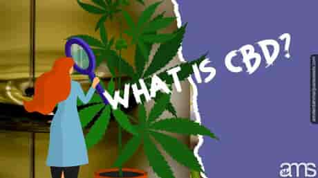 woman with magnifying glass checking out a cannabis plant