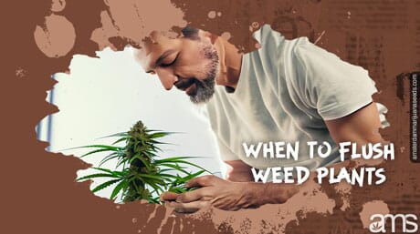 Person observes cannabis plant to determine when to flush