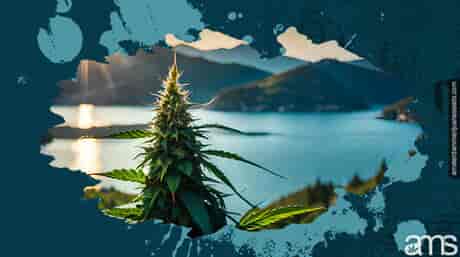 Marijuana growing in the Crotian hills of the Mediterranean sea view