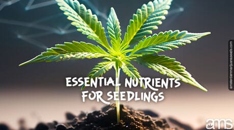 a cannabis seedling with nutrients around