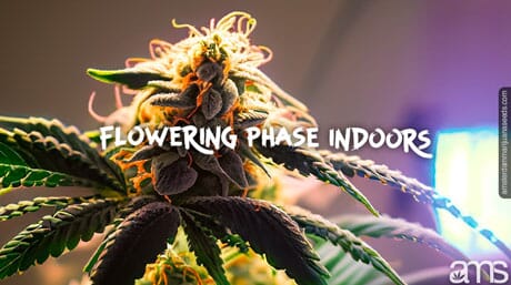 Cannabis seedling in flowering stage indoors