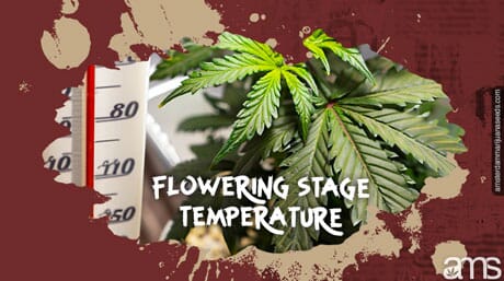 A marijuana plant in the flowering stage and a thermometer