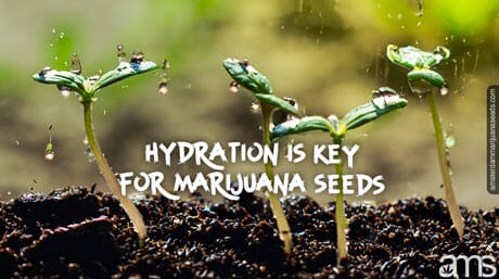 drops fall on marijuana seedlings