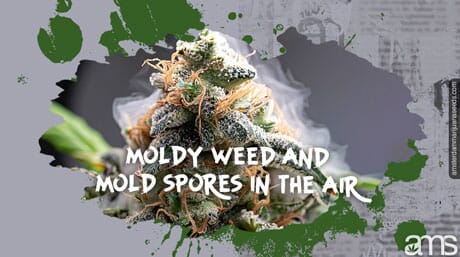 flower of marijuana plant covered by molds
