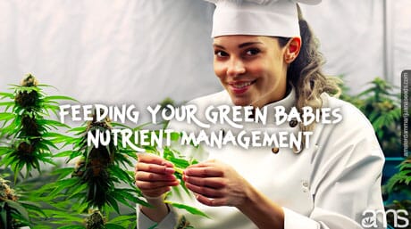 a Chef i a grow room with marijuana plants
