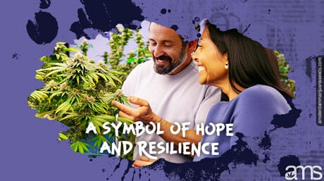 Belgian community and their medical cannabis plants