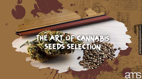 cannabis seeds alongside a guide book