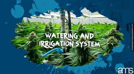 irrigation system in a marijuana grow room