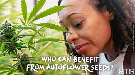 woman observes an autoflowering plant