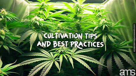 marijuana plants with green leaves in a grow room