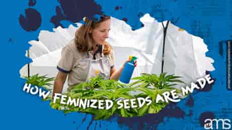 grower practices a cannabis feminization technique