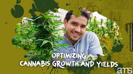 man next to his flowering marijuana plants