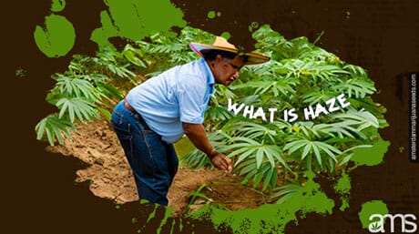 man grows Haze marijuana