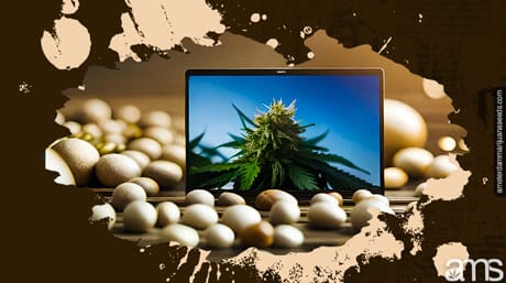 a display with a marijuana plant