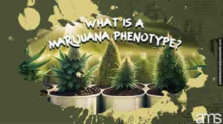 Different marijuana plants with different phenotypes