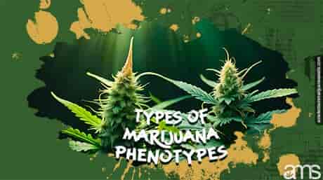 Two marijuana plants, one Sativa and the other Indica