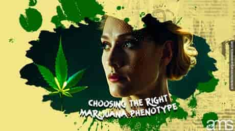 woman observes a marijuana leaf
