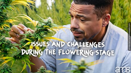 man sadly looks at his flowering marijuana plant