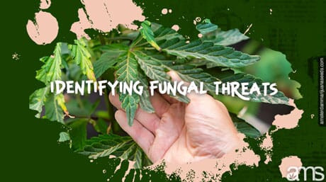 a marijuana plant affected by fungi