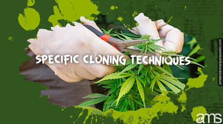 hands cloning a marijuana plant