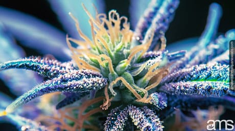 macro on the trichomes of a cannabis flower