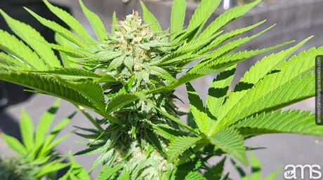 marijuana plant and stress hormones