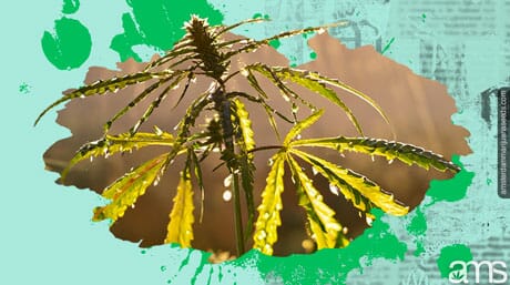 an irrigated cannabis plant