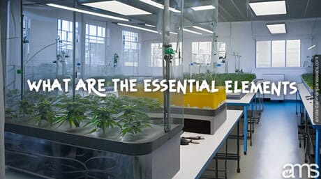 mgrowroom with the essential elements