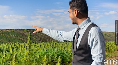 man dressed in suit and tie in a cannabis field