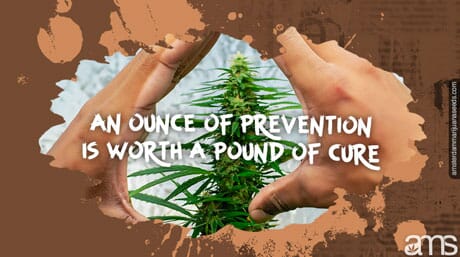 two hands protect a cannabis plant