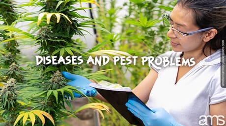 woman diagnoses pest problems on marijuana plant