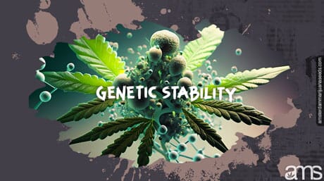 representation of the genetics of the cannabis plant