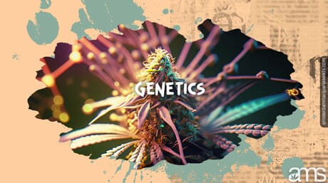 genetics of a cannabis flower rich in Trichomes