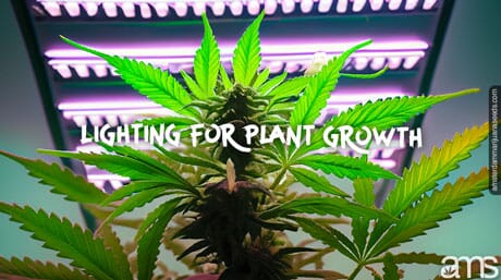 marijuana plant under a grow light