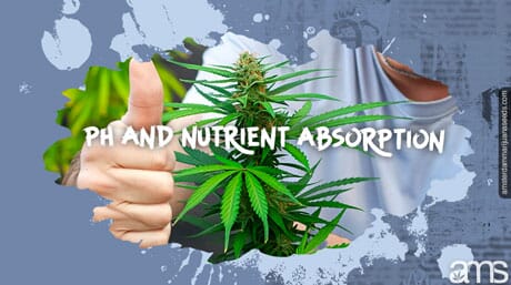 lush marijuana plant and a hand with thumb up